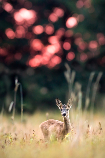 View of a roe deer standing in a grassy field with a soft focus warm toned background in Debrzno Pomeranian Voivodeship Poland. View of a roe deer standing in a grassy field with a soft focus warm toned background in Debrzno Pomeranian Voivodeship Poland.
