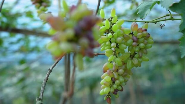 View of fresh bunches of grapes on a vine in Bogura Bangladesh. View of fresh bunches of grapes on a vine in Bogura Bangladesh.