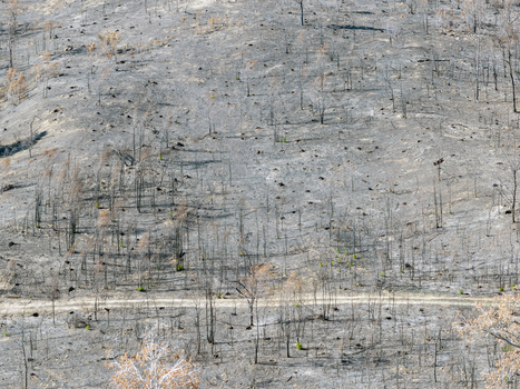 Aerial view of the aftermath of a wildfire in Deliblato Sands showing scorched earth and charred trees across the landscape in Kajtasovo Vojvodina Serbia.