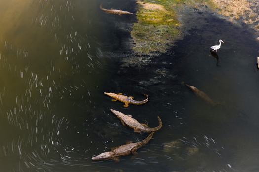 Aerial view of crocodiles lurking in the dark murky waters alongside a solitary white bird contrasting the green vegetation Mpumalanga South Africa.