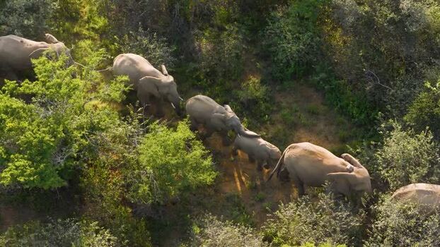 Aerial view of elephant herd in Thabazimbi South Africa.