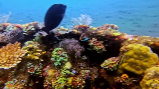 View of a vibrant coral reef with a black fish in Bali Indonesia.