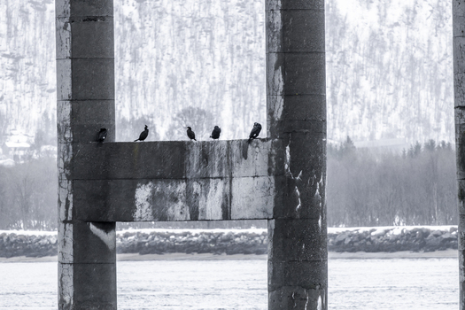 View of several black birds perched on a concrete bridge pillar overlooking the water with a snowy winter landscape in the background Tromso Troms Norway. View of several black birds perched on a concrete bridge pillar overlooking the water with a snowy winter landscape in the background Tromso Troms Norway.