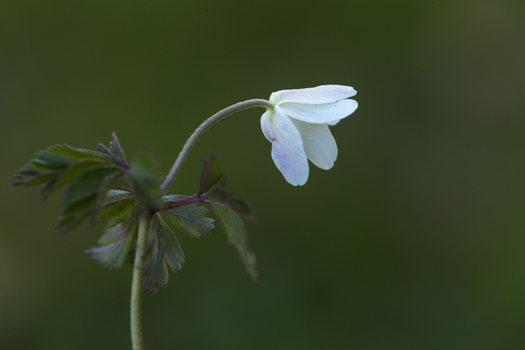View of a delicate white Wood Anemone flower with green leaves against a soft dark background in Cambridgeshire United Kingdom.