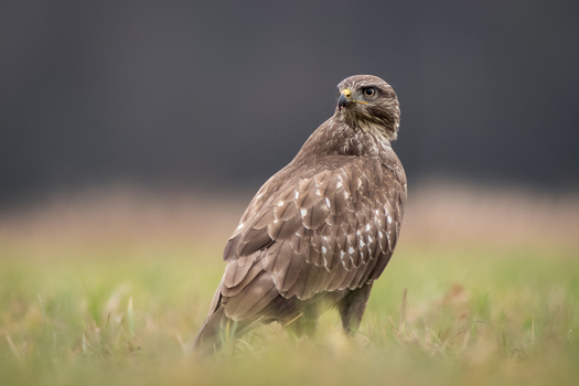View of a common buzzard standing in a grassy field and looking over its shoulder in Debrzno Pomeranian Voivodeship Poland. View of a common buzzard standing in a grassy field and looking over its shoulder in Debrzno Pomeranian Voivodeship Poland.