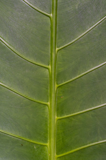 View of a detailed macro close up of a vibrant green leaf showing intricate vein patterns and smooth texture in Vietnam. View of a detailed macro close up of a vibrant green leaf showing intricate vein patterns and smooth texture in Vietnam.