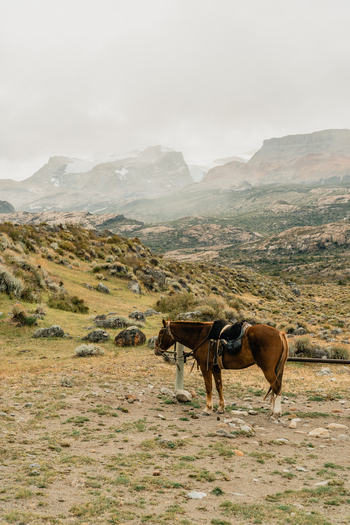 View of a saddled brown horse standing in the rugged landscape of the Patagonian steppe with distant snow capped mountains in El Calafate Santa Cruz Province Argentina.