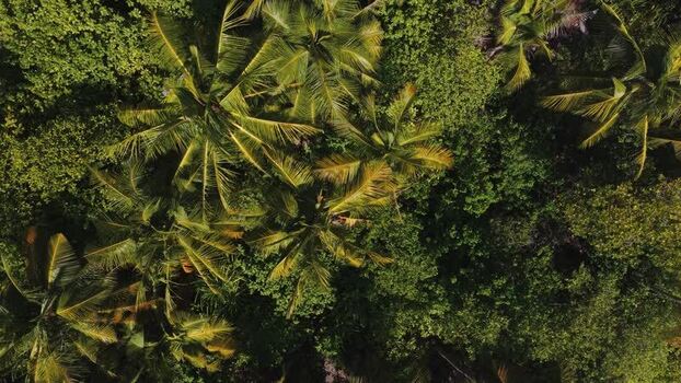 Aerial view of lush palm trees and tropical vegetation Maldives. Aerial view of lush palm trees and tropical vegetation Maldives.