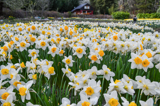 View of a blooming field of white and yellow daffodils with a rustic wooden cabin at Peninsula San Pedro in San Carlos de Bariloche Rio Negro Province Argentina. View of a blooming field of white and yellow daffodils with a rustic wooden cabin at Peninsula San Pedro in San Carlos de Bariloche Rio Negro Province Argentina.