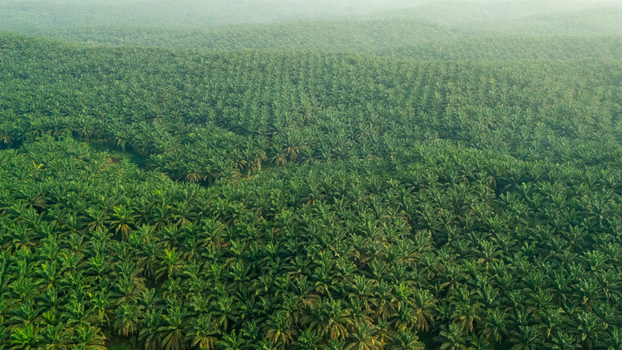 Aerial view of a vast palm oil plantation with rows of oil palm trees stretching across the landscape in Indonesia.