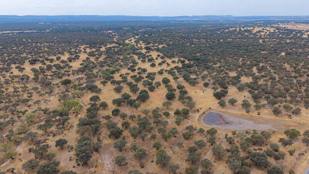 Aerial view of the dehesa landscape with scattered cork oak trees dry golden grasslands and a small pond in the rural countryside of Navalmoral de la Mata Extremadura Spain.