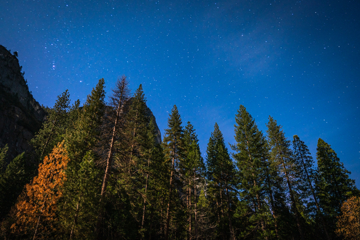 View of a starry night sky above a dense forest of pine trees in the United States of America. View of a starry night sky above a dense forest of pine trees in the United States of America.
