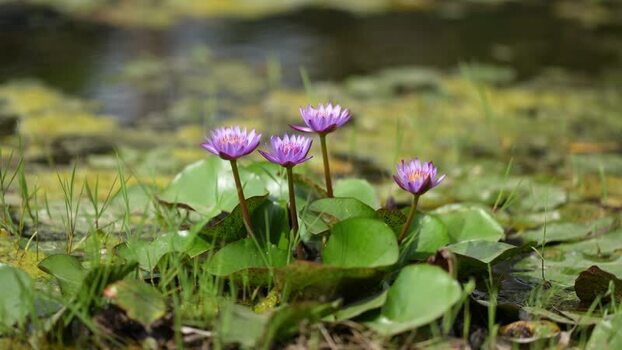 View of purple water lilies blooming in a pond Nepal.