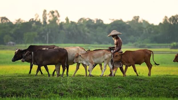 View of a farmer leading a herd of cows in Bogura Bangladesh. View of a farmer leading a herd of cows in Bogura Bangladesh.