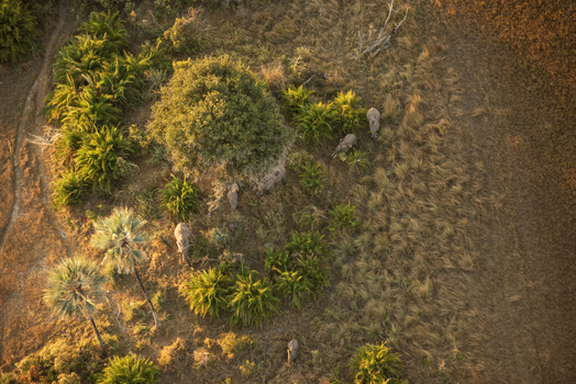 Aerial view of a small herd of elephants walking through the lush vegetation and palm trees of the Okavango Delta in Maun North West District Botswana. Aerial view of a small herd of elephants walking through the lush vegetation and palm trees of the Okavango Delta in Maun North West District Botswana.