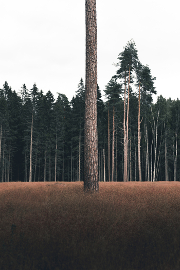 View of a solitary pine tree standing in a field of dry grass with a dense forest in the background in Laane County Estonia. View of a solitary pine tree standing in a field of dry grass with a dense forest in the background in Laane County Estonia.