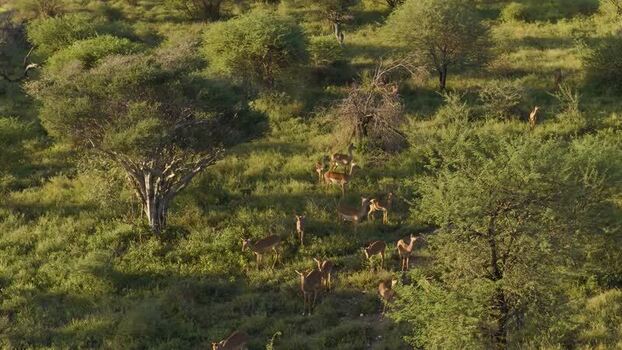 Aerial view of impalas in the bush in South Africa.