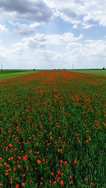 Aerial view of a vibrant red poppy field stretching towards the horizon under a dramatic cloudy sky in the rural landscape of Novi Sad Vojvodina Serbia.