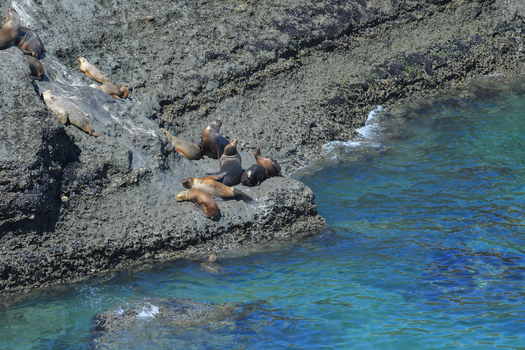 View of sea lions resting on the dark rocky cliffs of Puerto Piramides by the turquoise ocean in Puerto Madryn Chubut Argentina. View of sea lions resting on the dark rocky cliffs of Puerto Piramides by the turquoise ocean in Puerto Madryn Chubut Argentina.