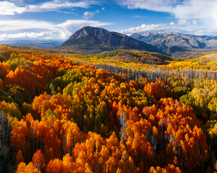 Aerial view of Crested Butte surrounded by vibrant orange and yellow autumn aspen forests under a clear blue sky in Crested Butte Colorado United States.