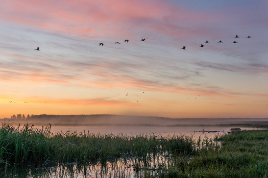 View of a lake at sunrise with mist hovering over the water reeds in the foreground and a flock of birds flying across the colorful sky in Debrzno Pomeranian Voivodeship Poland.