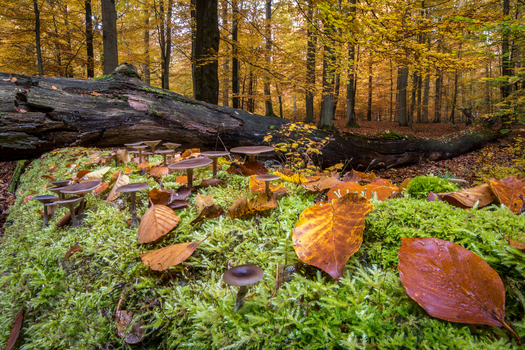 View of mushrooms growing on a mossy fallen tree trunk surrounded by colorful autumn leaves in a forest in Debrzno Pomeranian Voivodeship Poland. View of mushrooms growing on a mossy fallen tree trunk surrounded by colorful autumn leaves in a forest in Debrzno Pomeranian Voivodeship Poland.