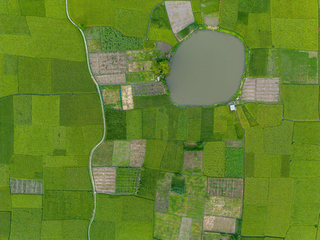 Aerial view of lush green agricultural fields and a circular pond with a winding path in Joypurhat Rajshahi Division Bangladesh.