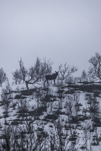 View of a moose standing on a snowy hillside surrounded by bare trees under a misty grey sky Kvaloya Troms Norway.