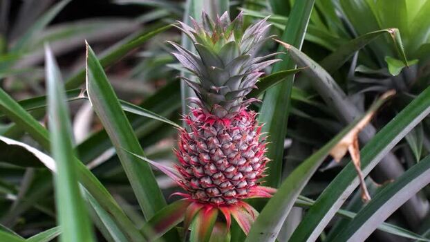 View of a young pineapple growing in a field Bangladesh.