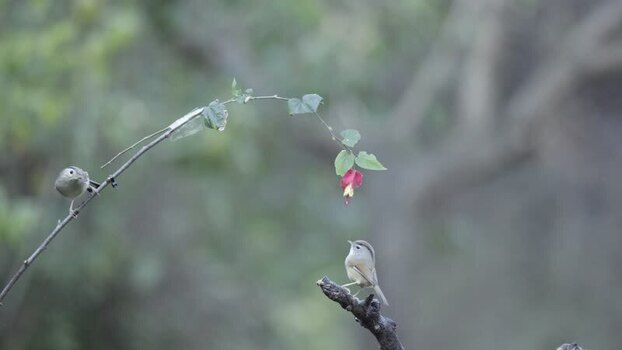 View of two small birds on branches China.