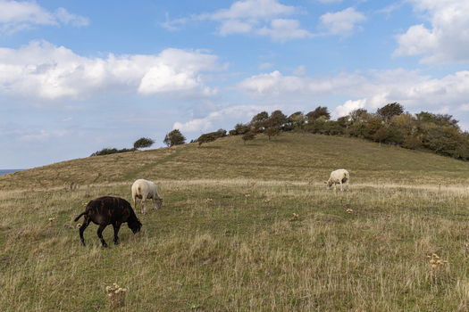 View of sheep grazing on the grassy hills of Hindsholm in Kerteminde Municipality Denmark. View of sheep grazing on the grassy hills of Hindsholm in Kerteminde Municipality Denmark.