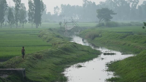 View of a canal through rice fields in Bogura Bangladesh. View of a canal through rice fields in Bogura Bangladesh.