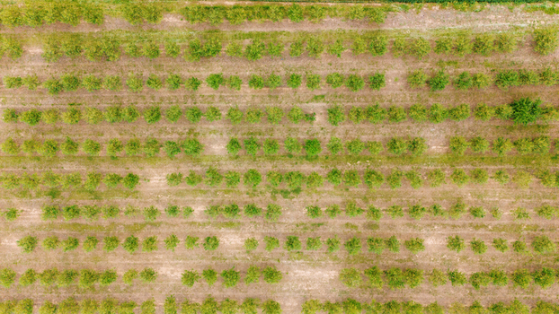 Aerial view of symmetrical rows of green fruit trees in a cultivated orchard Sabac Vojvodina Serbia.