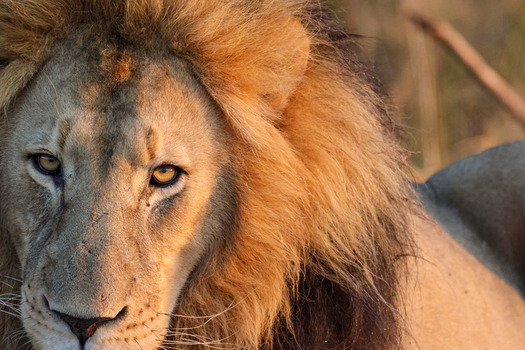 View of a male lion with a thick golden mane and intense eyes in the warm light of the savanna in Waterberg District Municipality Limpopo South Africa.