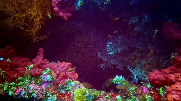 View of vibrant coral reef ecosystem in Bali Indonesia.