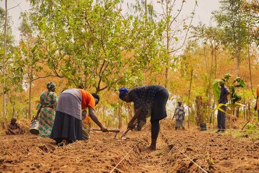 Kundu Federal Capital Terri Nigeria 19 September 2026 View of SCL Agroindustrial Farm with workers planting crops in the soil under trees. Kundu Federal Capital Terri Nigeria 19 September 2026 View of SCL Agroindustrial Farm with workers planting crops in the soil under trees.