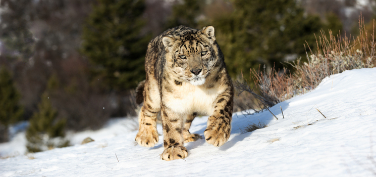 View of a captive snow leopard walking across a snow covered slope with evergreen trees in the background in USA. View of a captive snow leopard walking across a snow covered slope with evergreen trees in the background in USA.