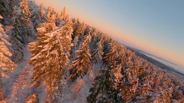 FPV aerial view of snow covered pine forest Germany.