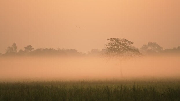 View of a lone tree in a misty field at sunrise Bangladesh.