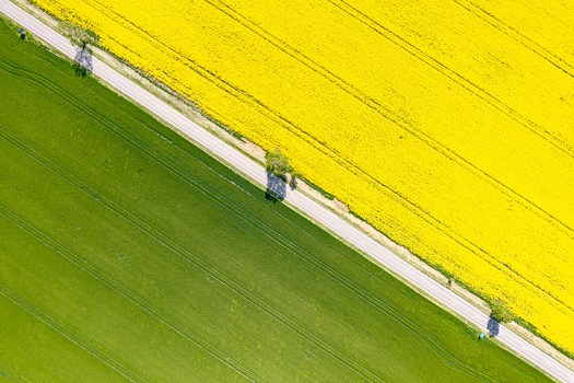 Aerial view of a narrow road dividing a vibrant yellow rapeseed field and a lush green meadow with small trees casting shadows Ploiesti Prahova Romania. Aerial view of a narrow road dividing a vibrant yellow rapeseed field and a lush green meadow with small trees casting shadows Ploiesti Prahova Romania.