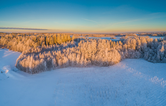 Aerial view of a snow covered forest landscape illuminated by the warm light of the golden hour in Latvia. Aerial view of a snow covered forest landscape illuminated by the warm light of the golden hour in Latvia.