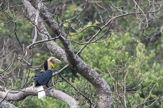View of a Wreathed Hornbill perched on a thick tree branch surrounded by dense green foliage and bare twigs in Dehong Dai and Jingpo Autonomous Prefecture Yunnan China. View of a Wreathed Hornbill perched on a thick tree branch surrounded by dense green foliage and bare twigs in Dehong Dai and Jingpo Autonomous Prefecture Yunnan China.