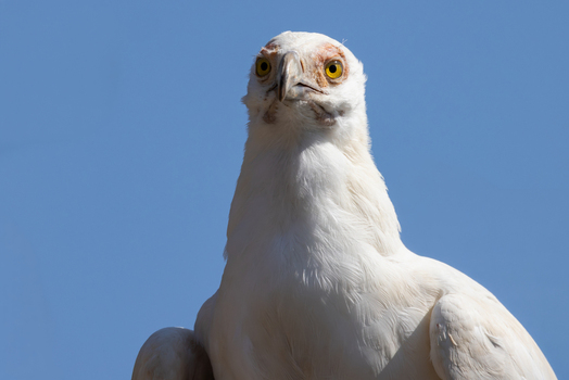 View of an Egyptian vulture with white plumage and yellow eyes against a clear blue sky Selestat Grand Est France.