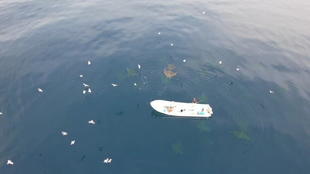 Aerial view of manta rays and boat in Los Roques Venezuela.
