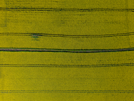 Aerial view of vibrant yellow rapeseed fields with distinct tractor tracks running through the crops in Stone England United Kingdom. Aerial view of vibrant yellow rapeseed fields with distinct tractor tracks running through the crops in Stone England United Kingdom.