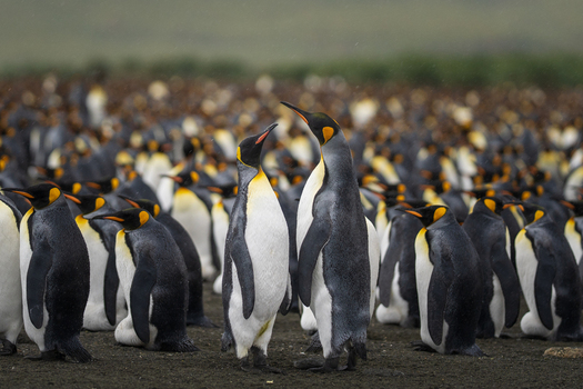 View of a large colony of King Penguins at Gold Harbour in South Georgia and the South Sandwich Islands. View of a large colony of King Penguins at Gold Harbour in South Georgia and the South Sandwich Islands.