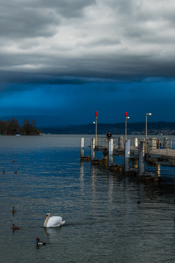 Zurich Switzerland 02 April 2023 View of a lone swan gliding serenely on the lake s cool rippling surface contrasted against the dark brooding sky and the quaint weathered pier. Zurich Switzerland 02 April 2023 View of a lone swan gliding serenely on the lake s cool rippling surface contrasted against the dark brooding sky and the quaint weathered pier.