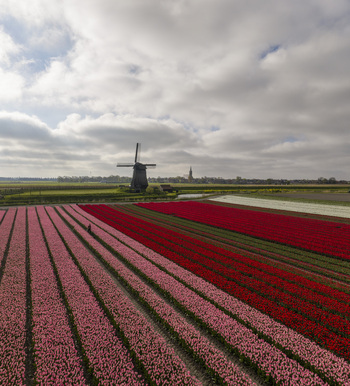 Aerial view of the vibrant pink and red tulip fields in spring with a traditional Dutch windmill standing in the distance under a cloudy sky in Schermerhorn North Holland Netherlands. Aerial view of the vibrant pink and red tulip fields in spring with a traditional Dutch windmill standing in the distance under a cloudy sky in Schermerhorn North Holland Netherlands.