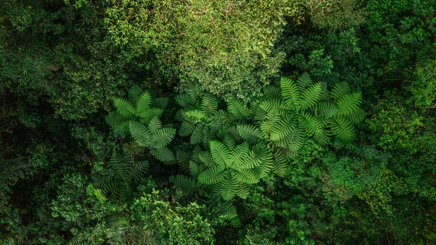 Aerial view of lush tropical rainforest canopy featuring large green ferns and dense foliage in Indonesia. Aerial view of lush tropical rainforest canopy featuring large green ferns and dense foliage in Indonesia.