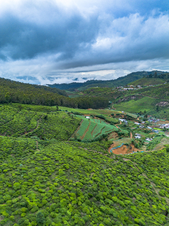 Aerial view of lush green tea plantations covering the rolling hills of Nuwara Eliya Central Province Sri Lanka. Aerial view of lush green tea plantations covering the rolling hills of Nuwara Eliya Central Province Sri Lanka.